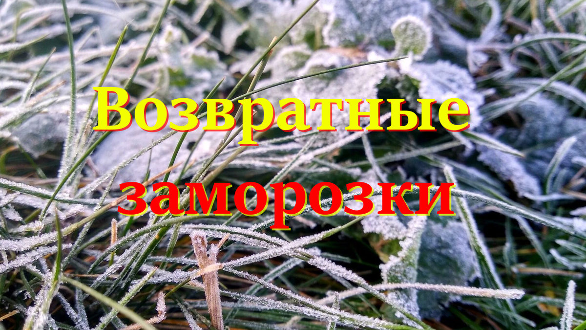 Возвратные заморозки