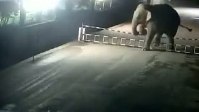 Нарушитель границы.