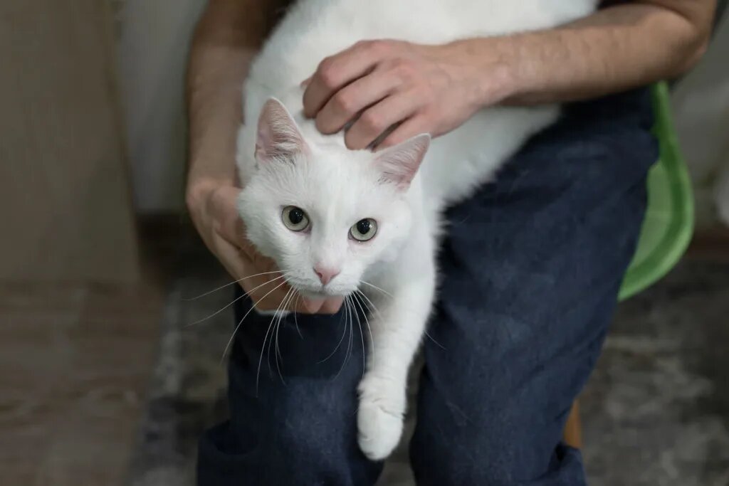 Кот Лаки
