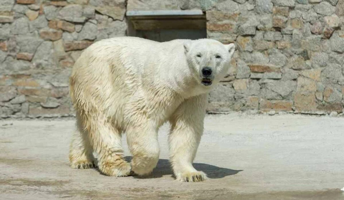     Медведь. Источник: spb.kp.ru Автор фото: Олег Золото