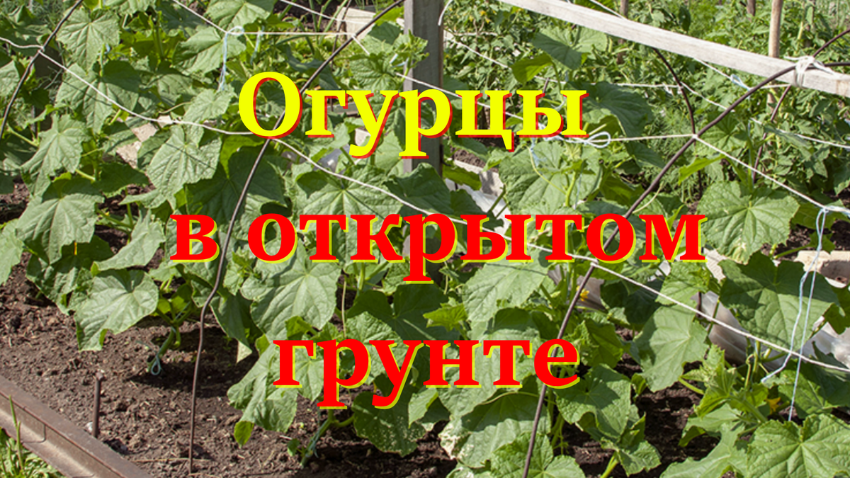 Огурцы в открытом грунте