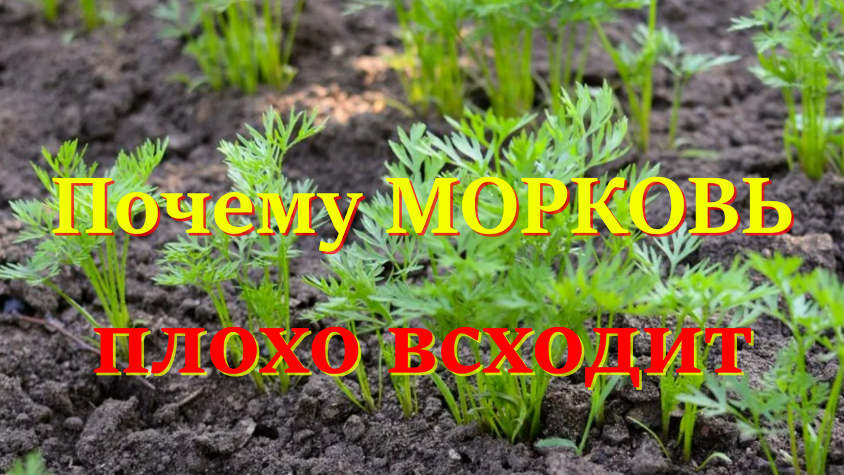 морковь