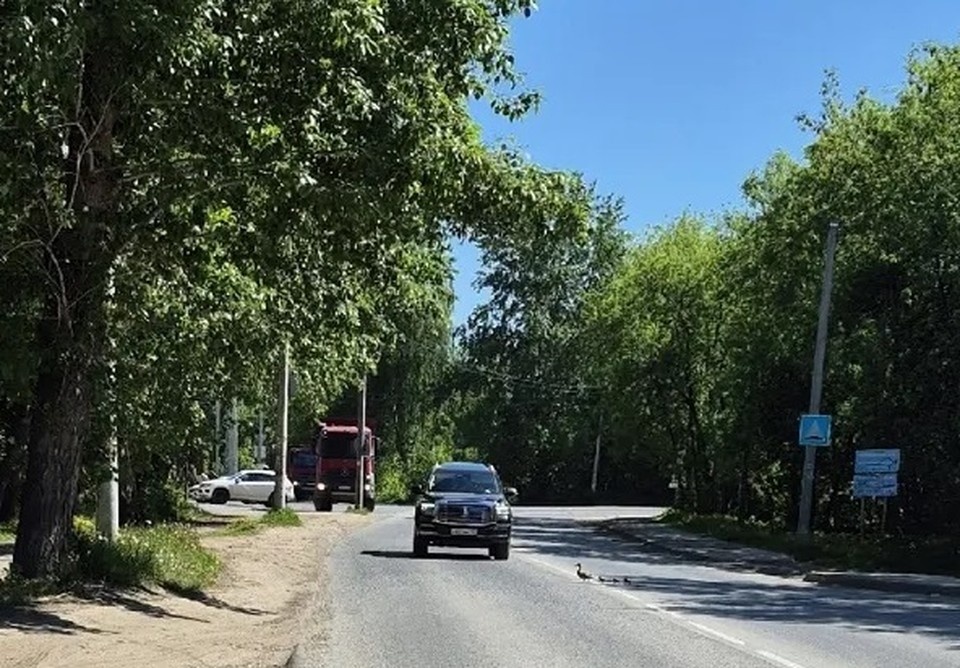    Семейство переходило дорогу в Заостровке. Фото: Антон Швецов.