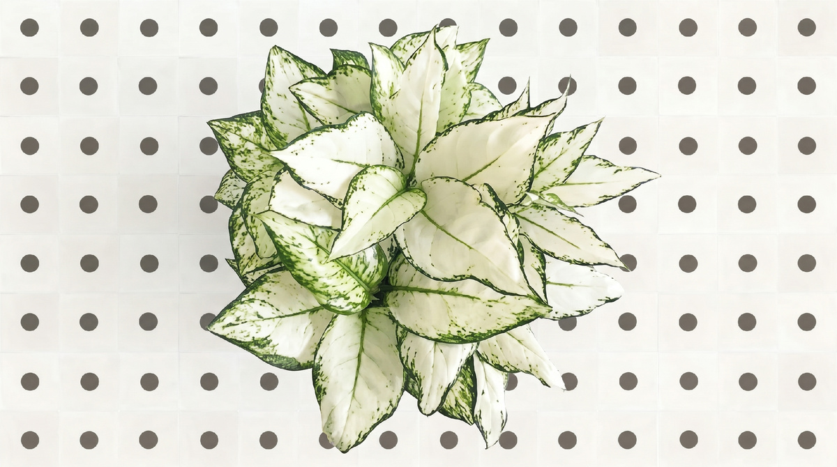 Моя любимица - Aglaonema Super White