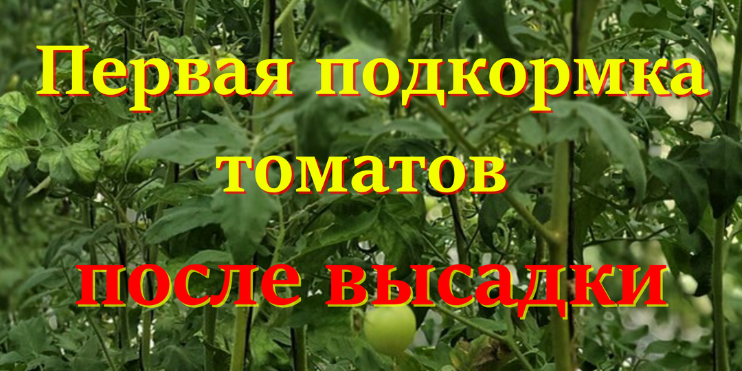 Первая подкормка томатов после высадки: чем я кормлю, чтобы кусты росли как бешеные