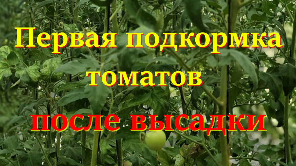 Первая подкормка томатов после высадки