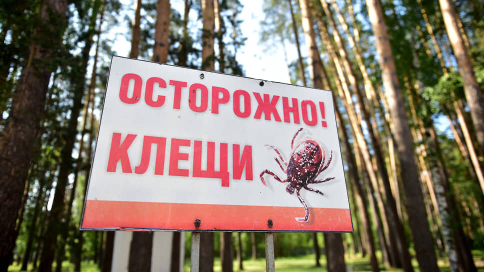 В Татарстане с начала сезона клещи покусали 2 тысячи человек.📷Фото: Влад Некрасов / Коммерсантъ