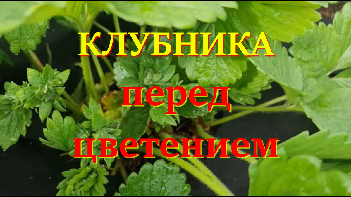 Клубника