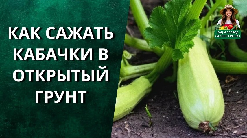 как сажать кабачки в открытый грунт