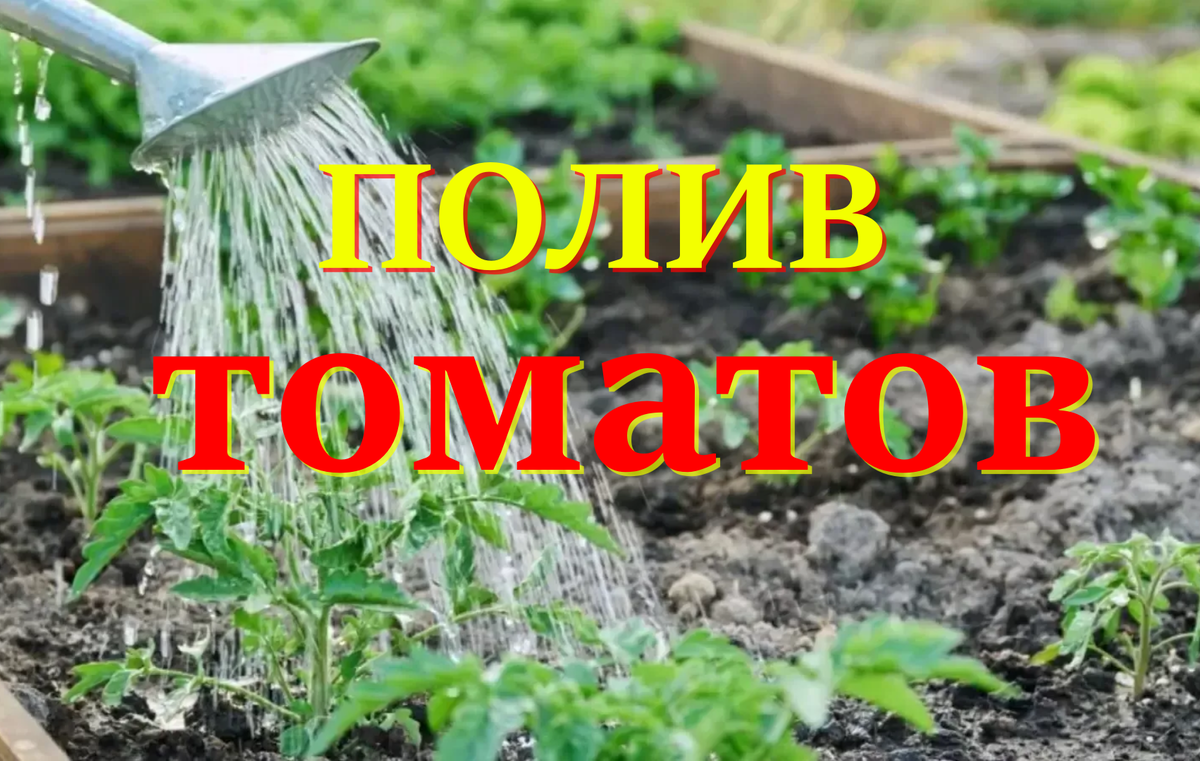 полив томатов