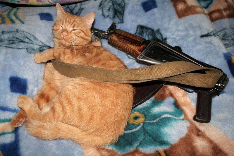 Кошки войны...