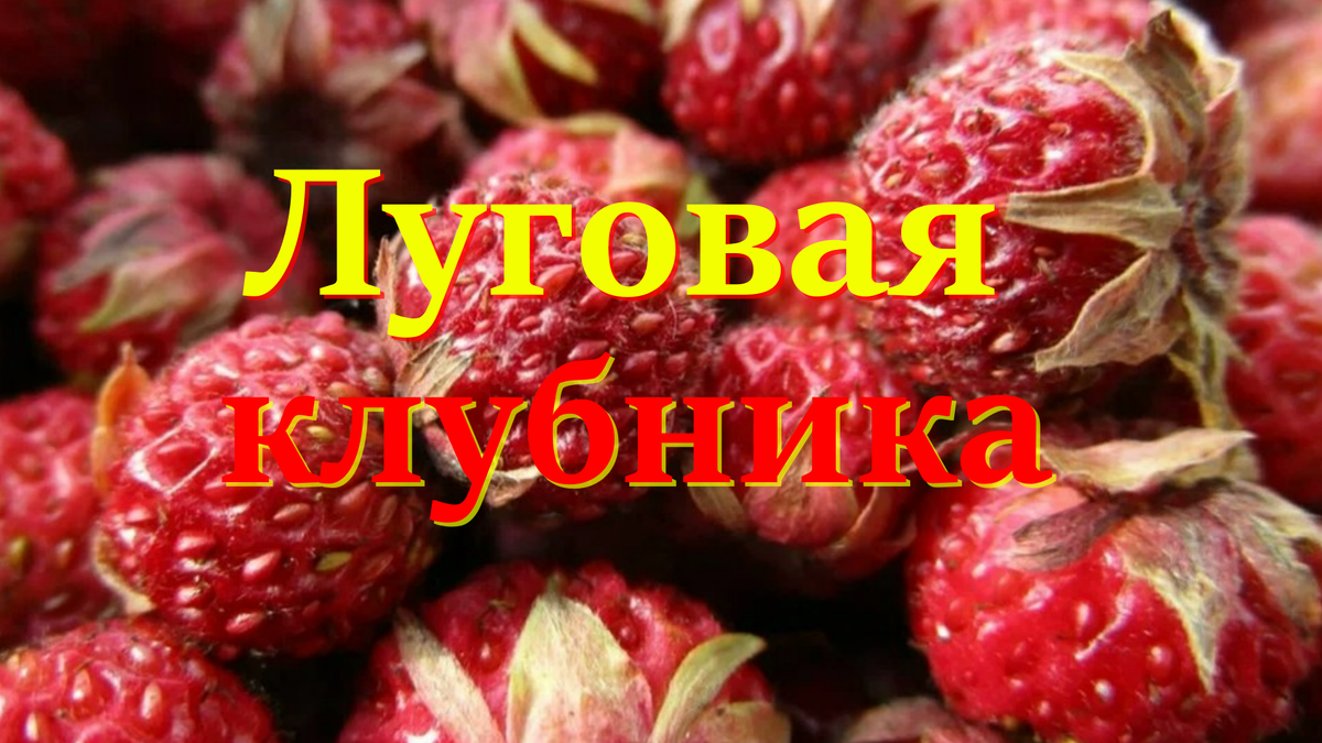 Луговая клубника