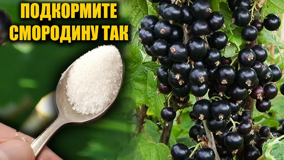Подкормка смородины в июне: лучшие удобрения для крупных и сладких ягод — пошаговая инструкция