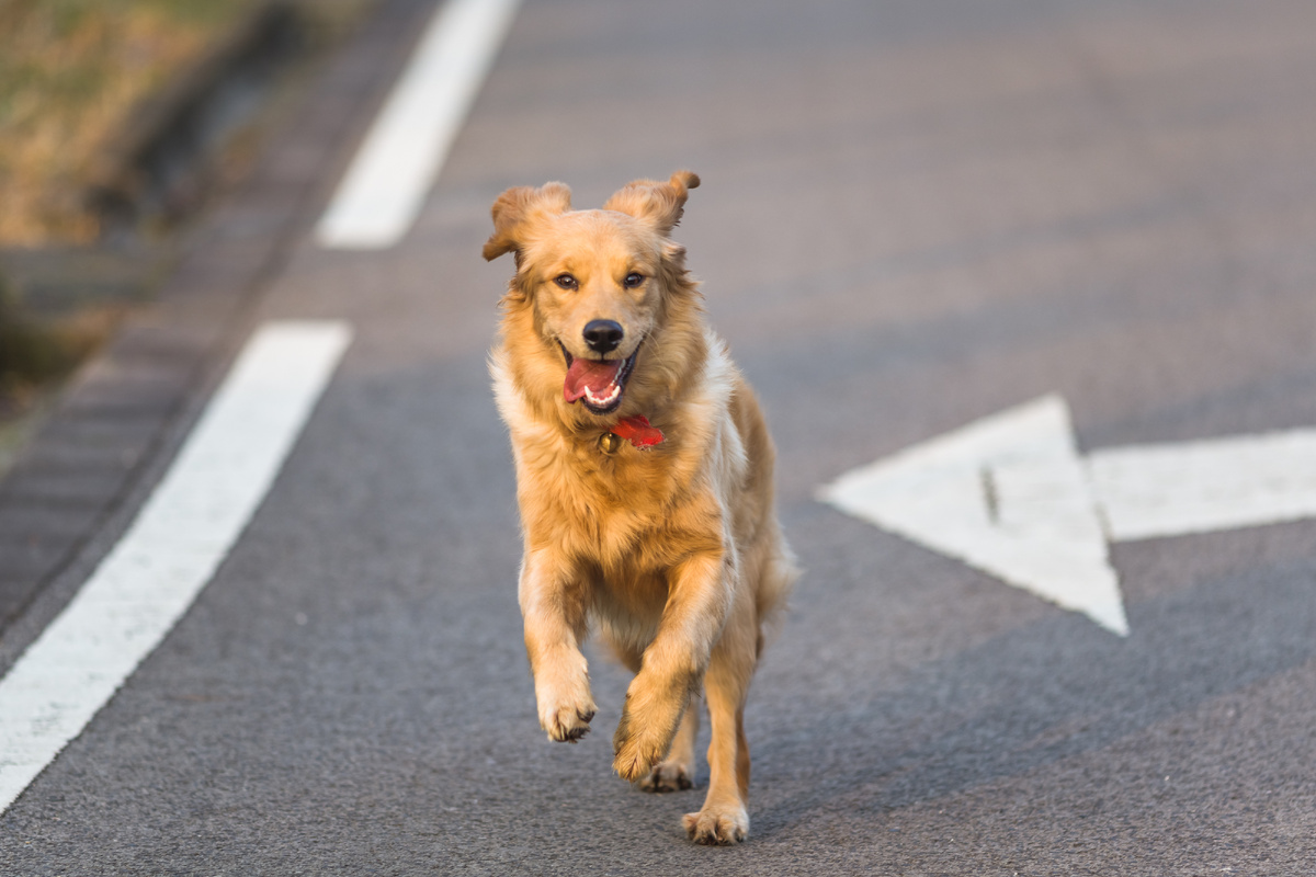 https://www.magnific.com/ru/free-photo/happy-pet-dogs-playing-park_1120096.htm#fromView=search&page=1&position=0&uuid=3bf83faa-cd09-44c3-8915-7838309cf7aa&query=%D1%81%D0%BE%D0%B1%D0%B0%D0%BA%D0%B0+%D0%BD%D0%B0+%D0%B4%D0%BE%D1%80%D0%BE%D0%B3%D0%B5