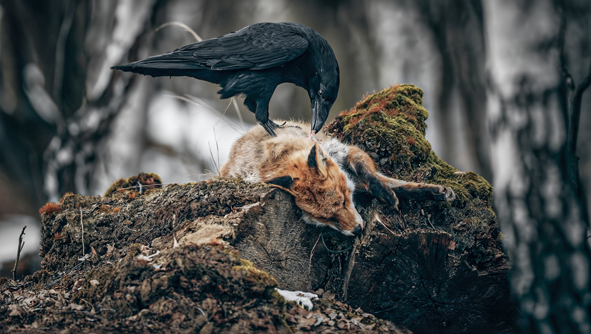 Фото: scigelova/Shutterstock/Fotodom