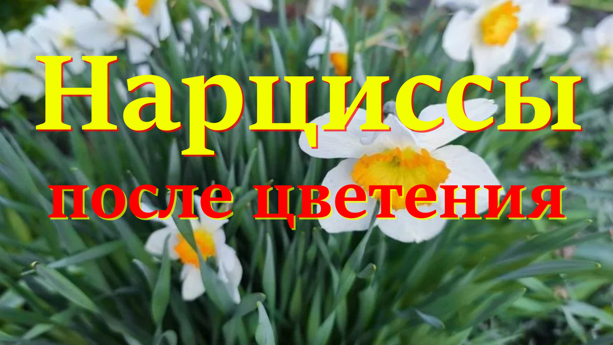 нарциссы