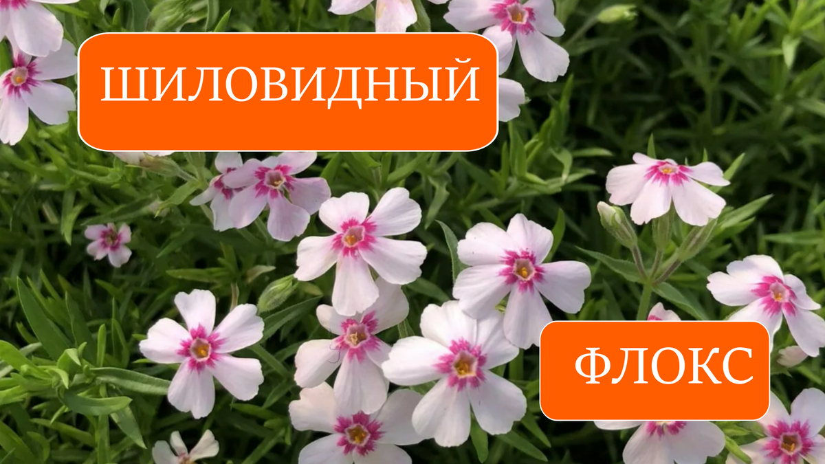 Шиловидный флокс: посадка, уход и лучшие сорта для коврового цветения
