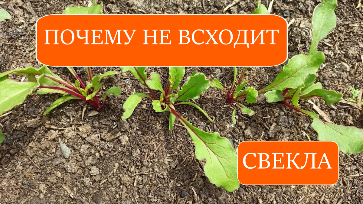 свекла