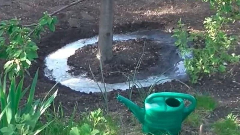 Почему вишня сбрасывает завязи в июне: 1 причина — устранил за 2 полива без химии
