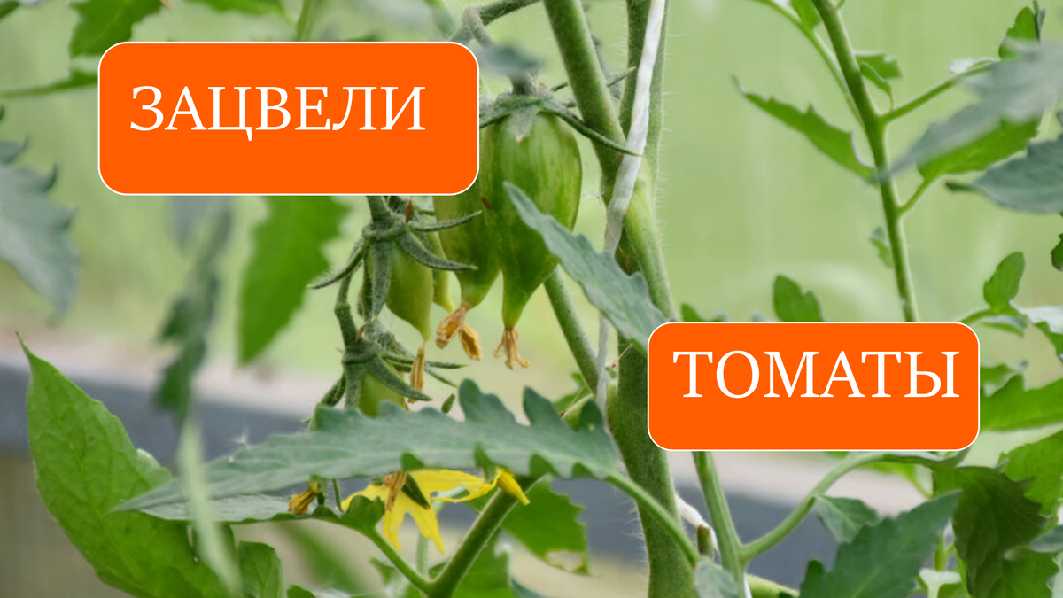 томаты