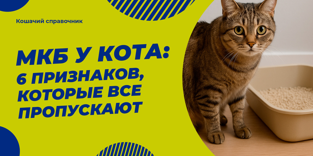 Кот не может пописать: как распознать МКБ до катастрофы