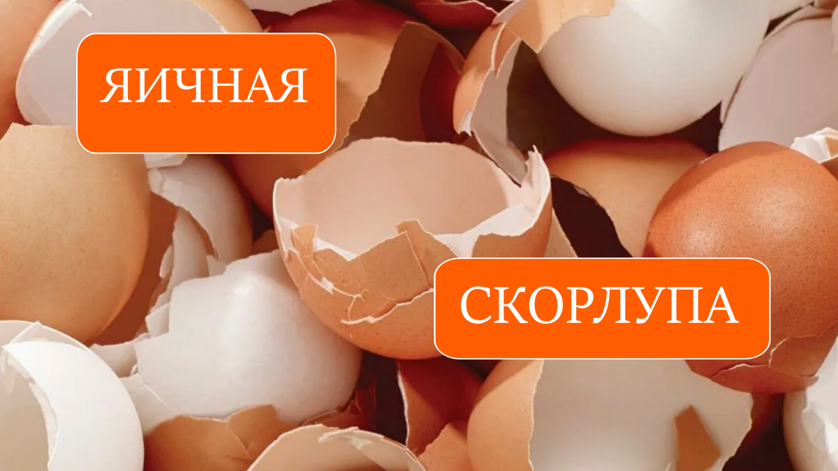 Яичная скорлупа 