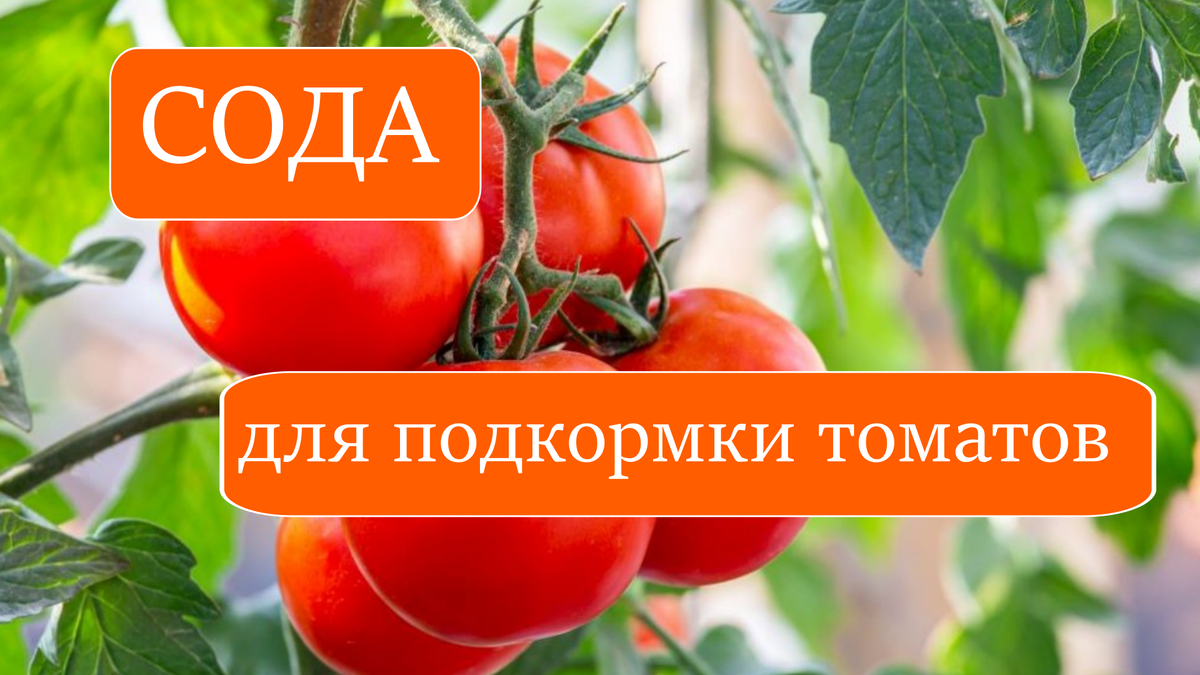томаты