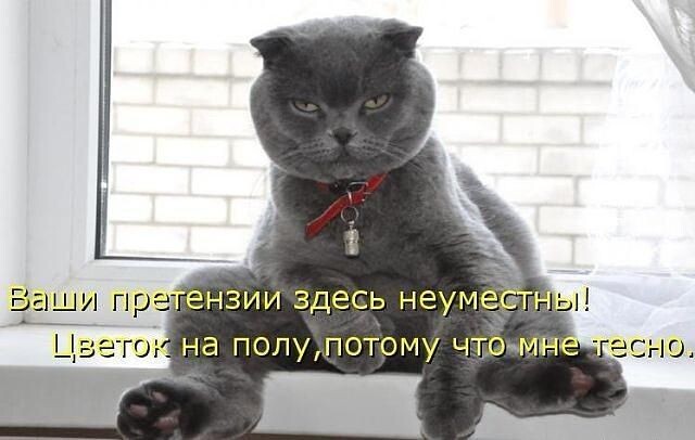 Яндекс-картинки