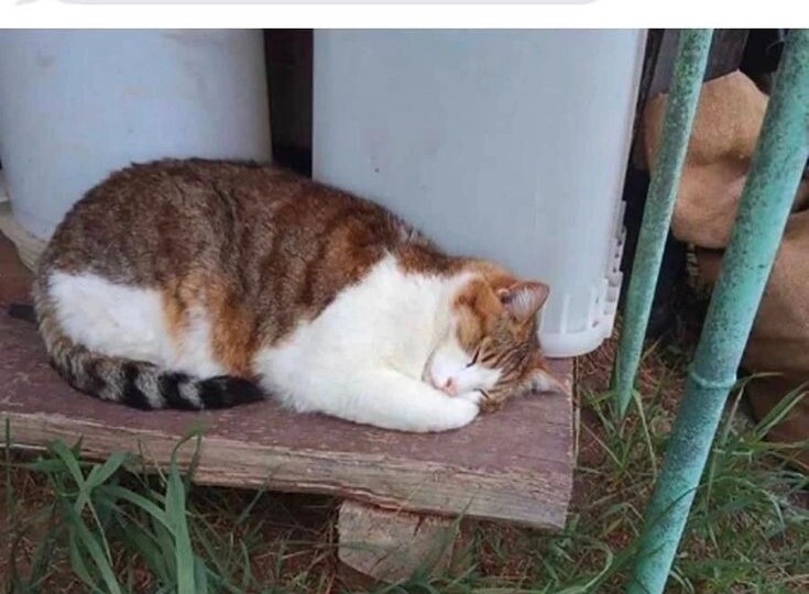 Веселые мемчики с котиками, пушистый позитив