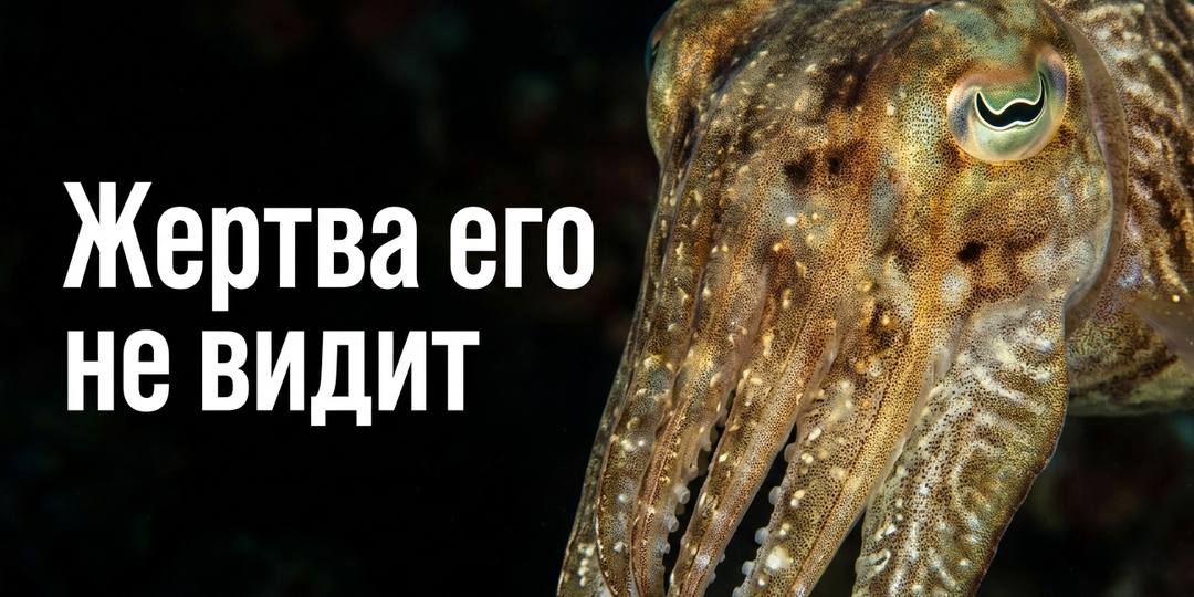 5 животных, чьи способности могут удивить даже профессионального фокусника