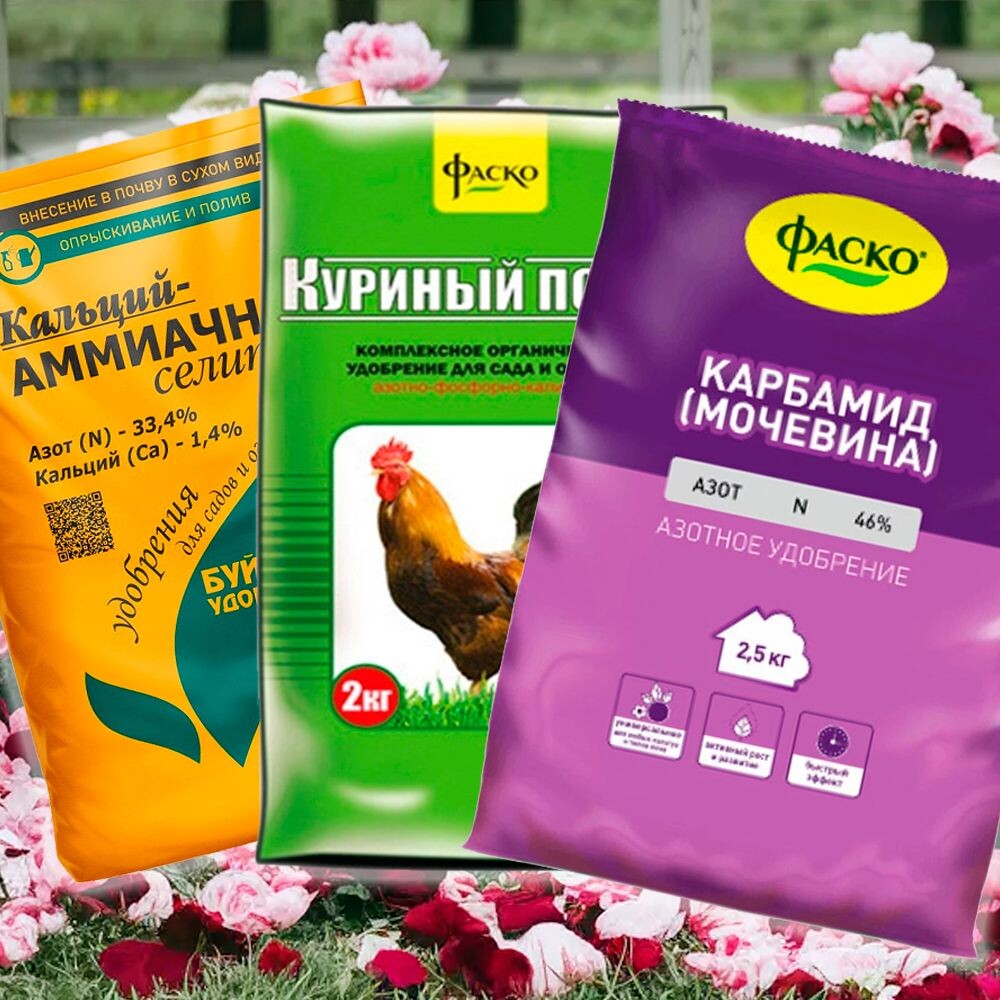 Чем удобрять пионы