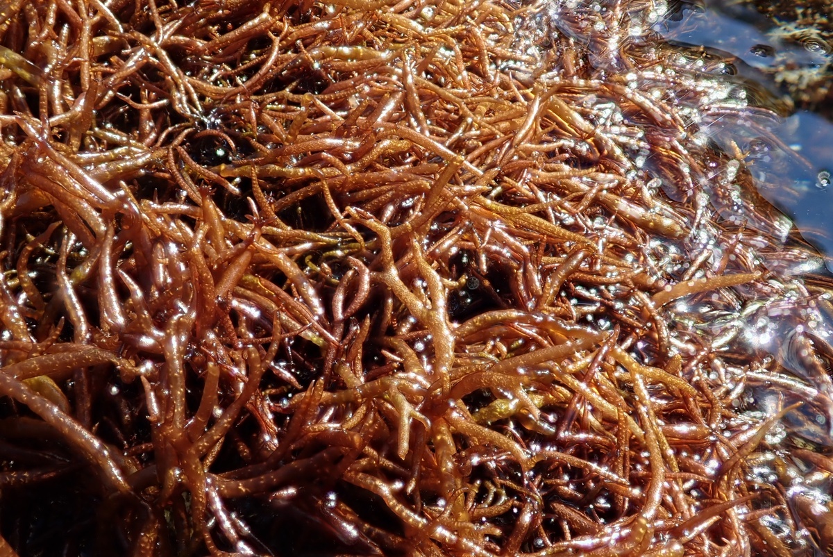  Красные водоросли Gloipeltis