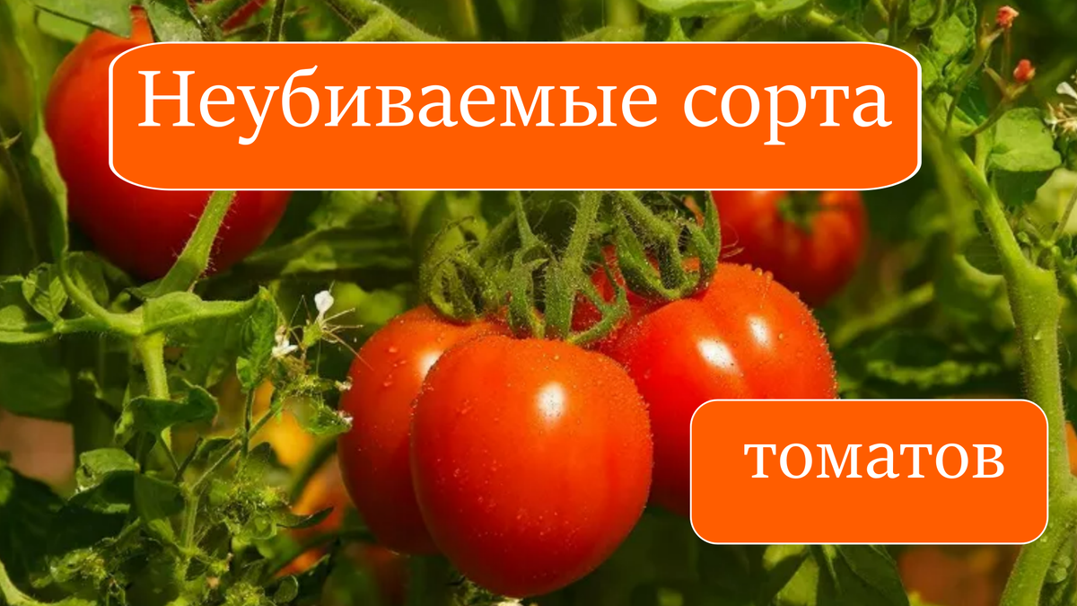 томаты
