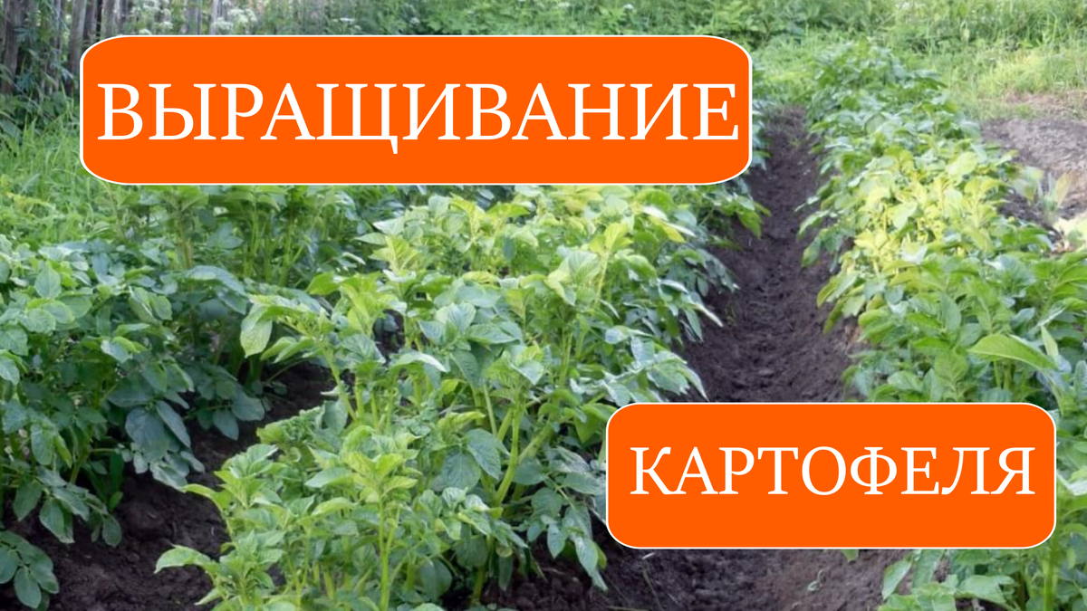картофель