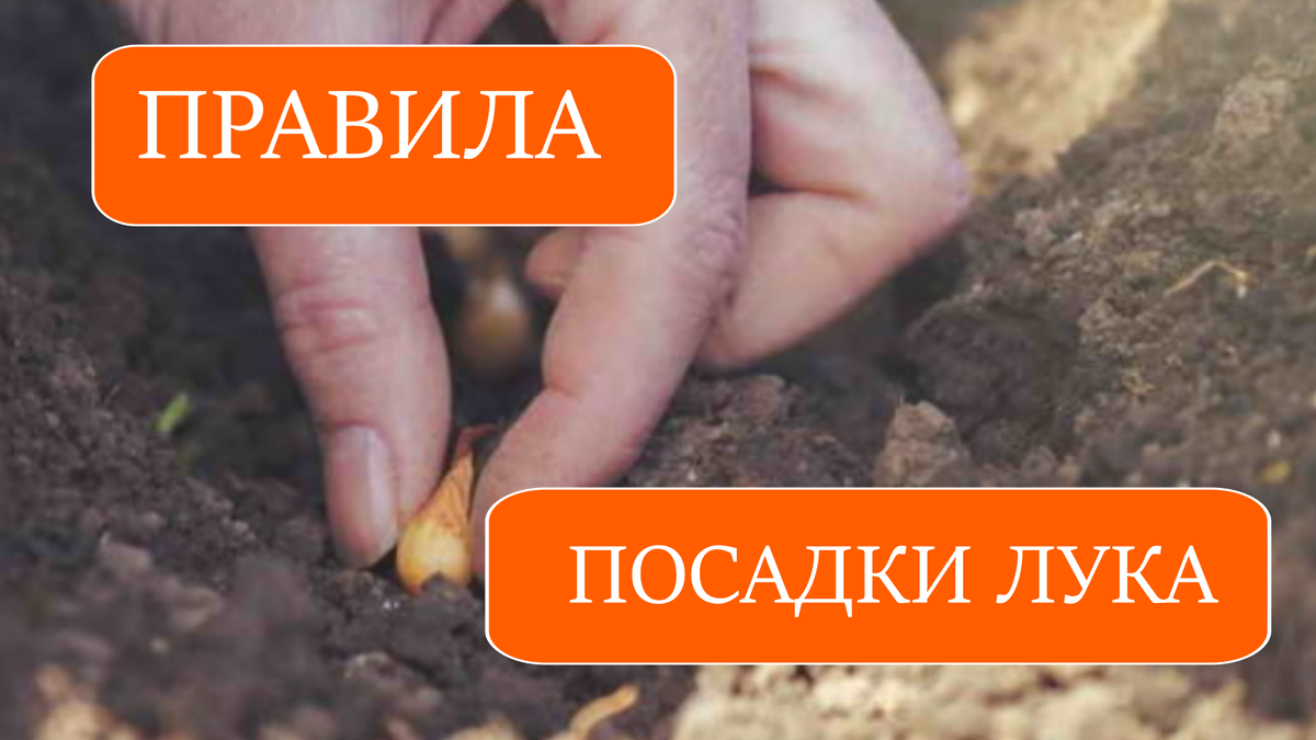 лук