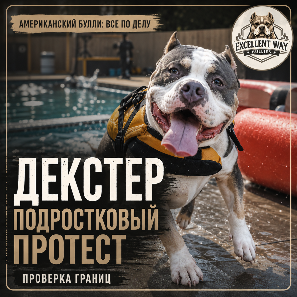 Американский булли Декстер. Коллаж авторского канала "Американский булли: Все по делу" 