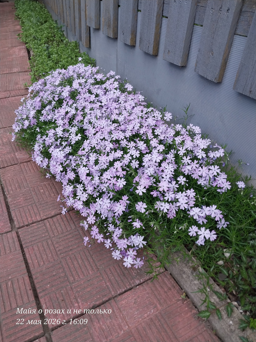 Шиловидный флокс, но над ним никто не летает😔