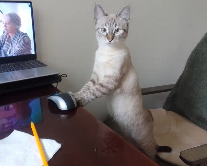 Котик устал