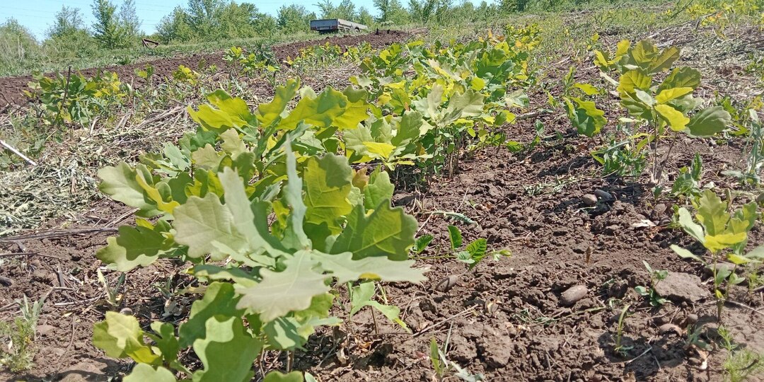 В балаковском питомнике Заволжского лесхоза посеяли больше миллиона семян вяза