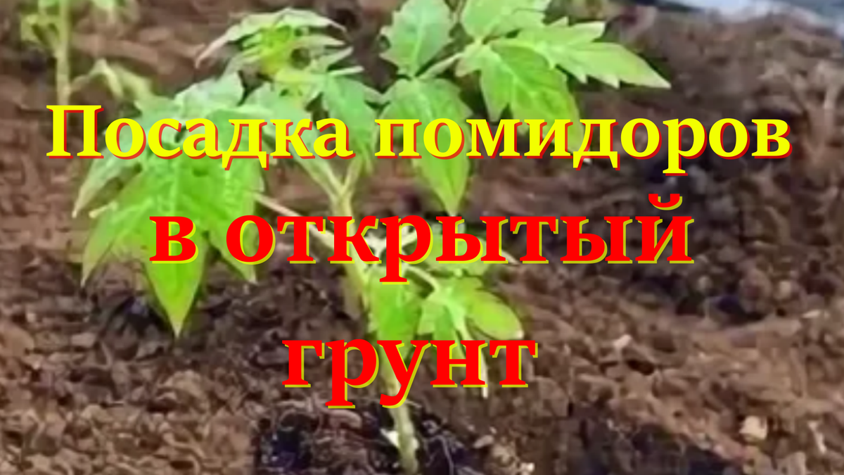 Выращивание помидоров