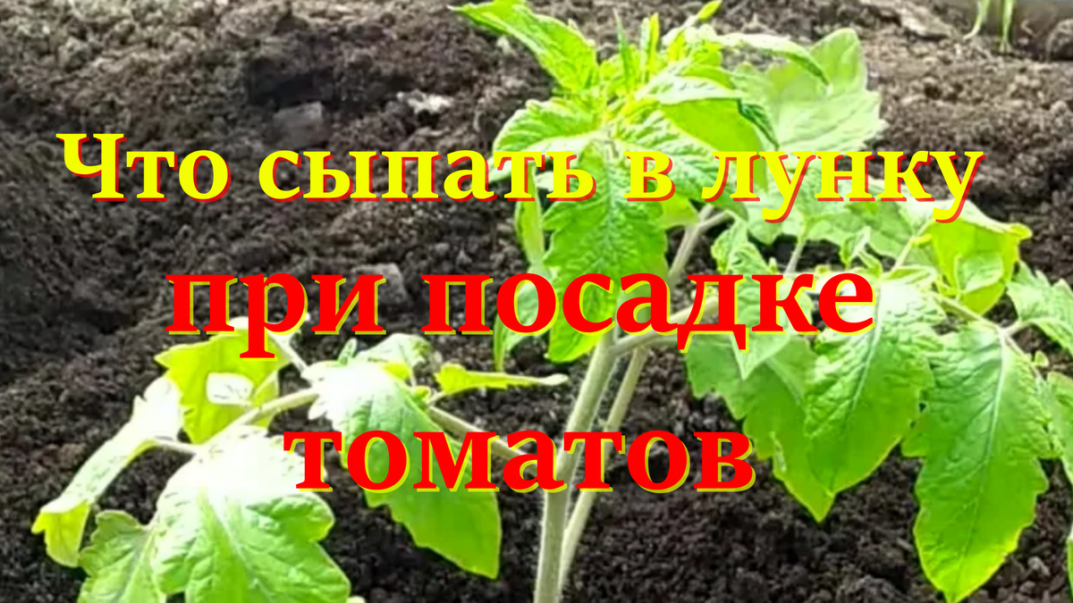 посадка томатов