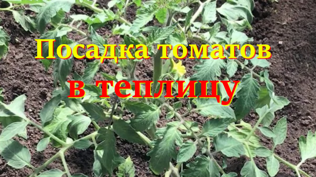 Посадка томатов в теплицу
