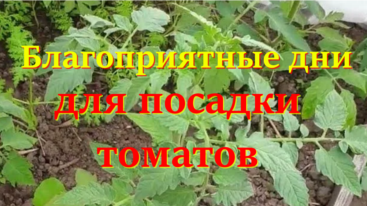 посадка томатов