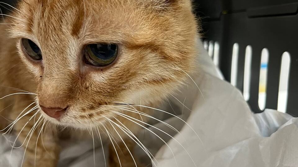 Кошка Апельсинка, которую нашли больной и истощённой. Что с ней стало после клиники