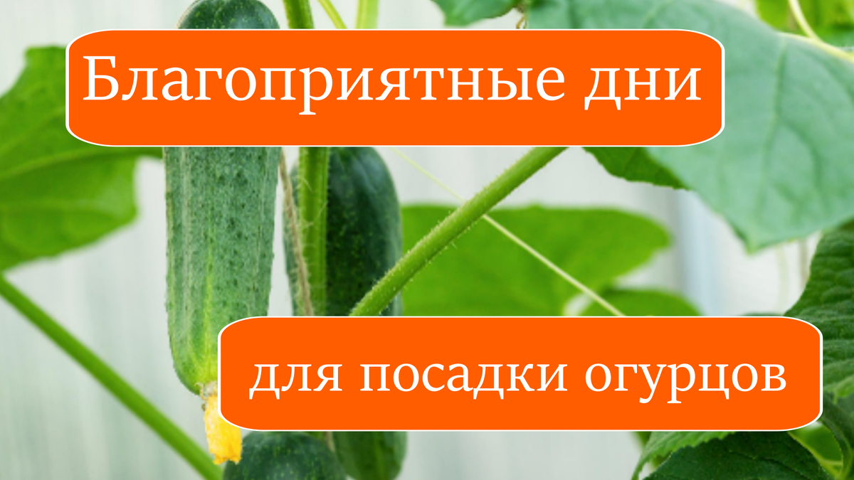 Благоприятные дни для посадки огурцов