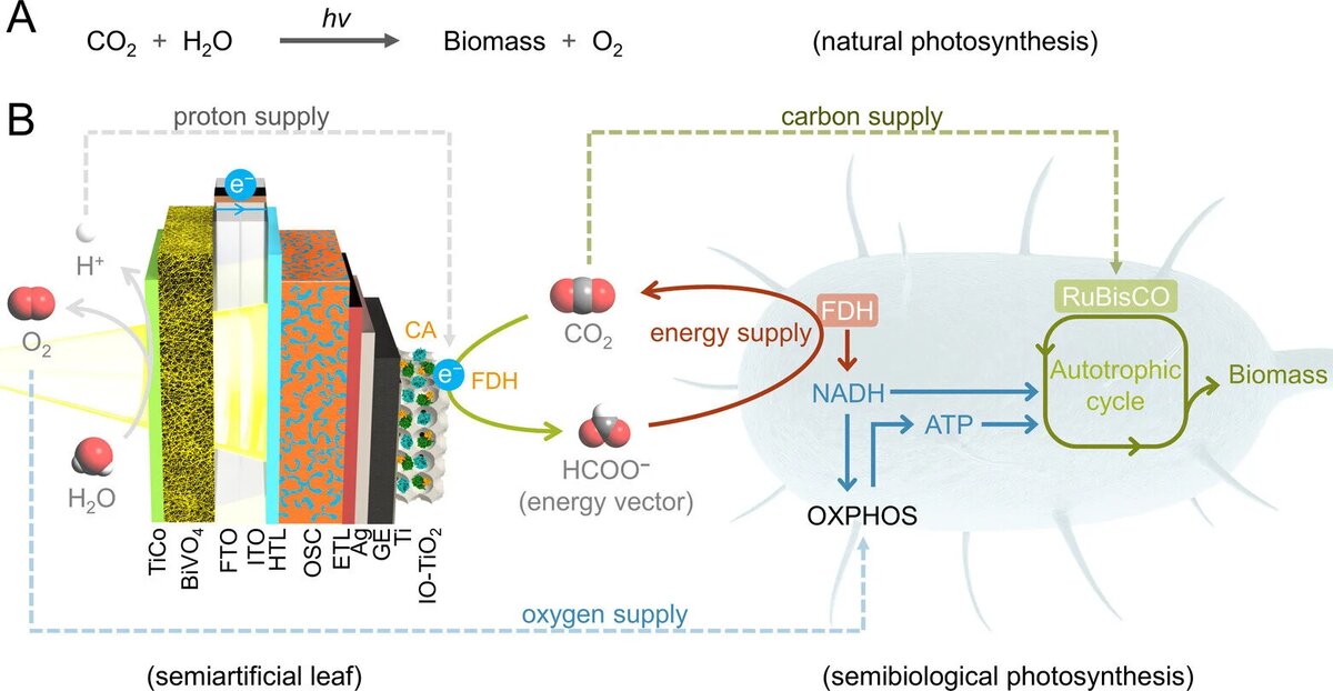 Схема работы нового реактора искусственного фотосинтезаИсточник: Journal of the American Chemical Society 2026)