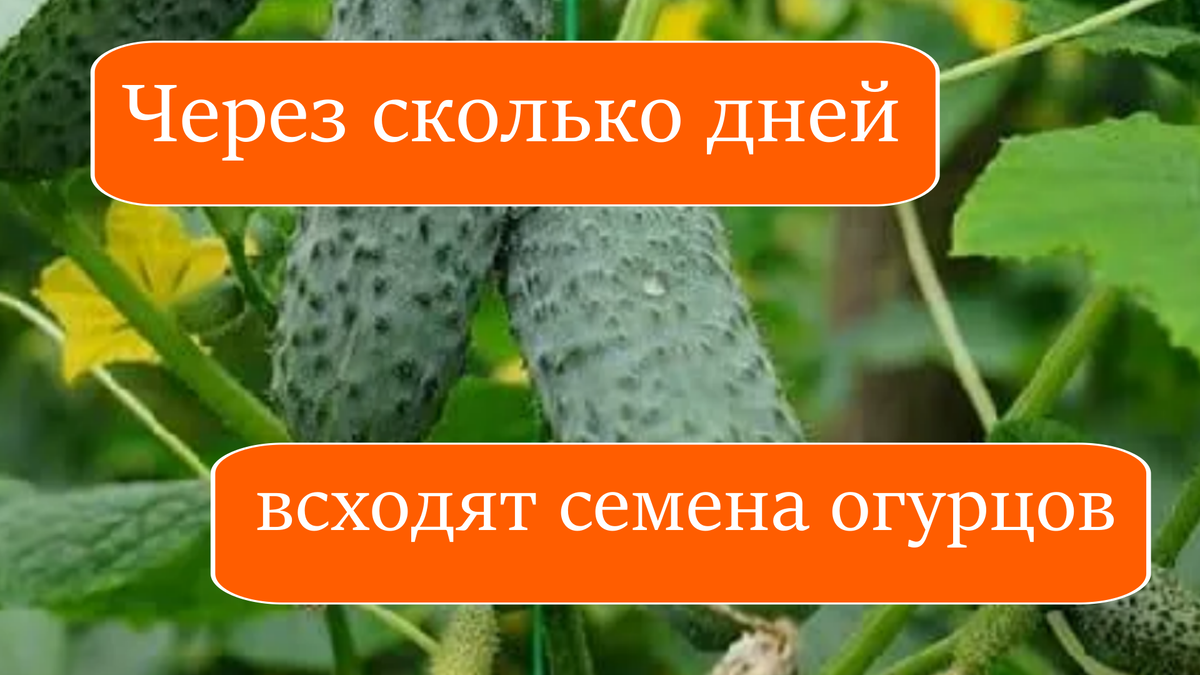 Через сколько дней всходят огурцы после посадки