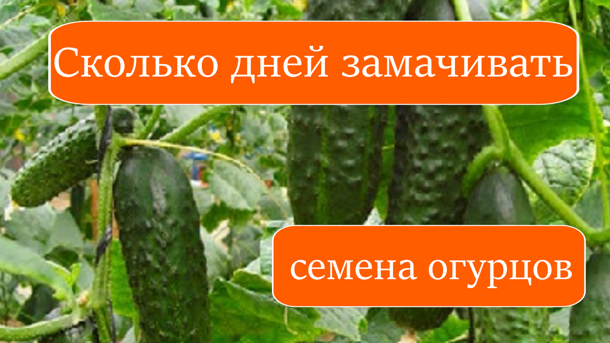 Сколько дней замачивать семена огурцов перед посадкой