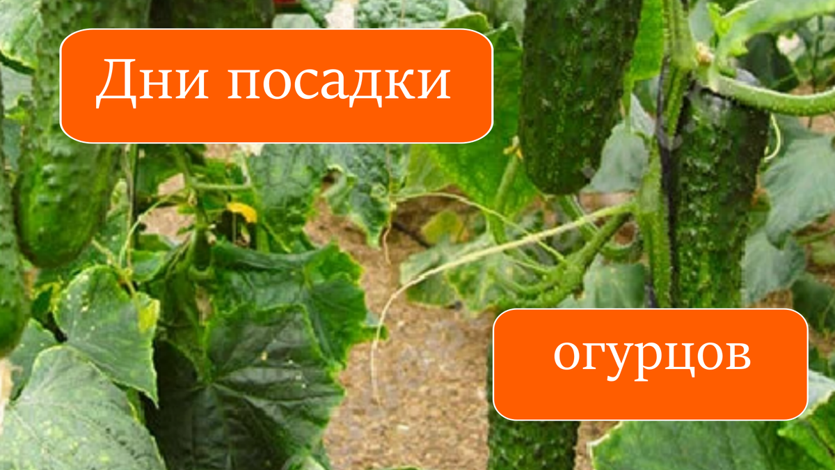 Дни посадки огурцов  