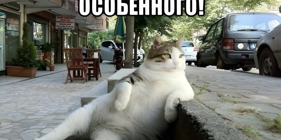 Мемы с котиками для отличного настроения: 15 смешных фото про кошачье примирение
